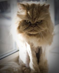 a fluffy cat sitting on top of a window sill next to a glass door