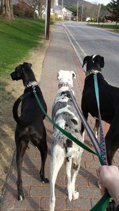 three black and white dogs on leashes standing next to the sidewalk with their owner