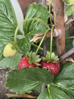 two strawberries growing on a plant with green leaves