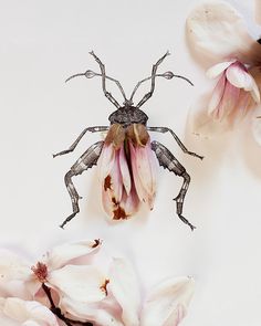 a bug sitting on top of a pink flower next to white and brown flowers with color swatches