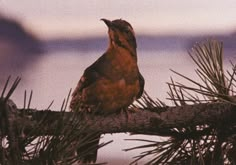 a brown bird sitting on top of a tree branch