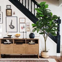 a living room with a plant and pictures on the wall