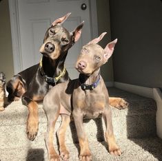 two doberman dogs sitting on the carpet in front of a door and looking up