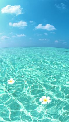 two white flowers floating in the ocean on clear blue water under a partly cloudy sky