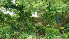 an overgrown garden with lots of plants and trees in the foreground, next to a house