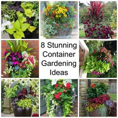 eight different types of container gardening ideas