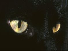 a black cat's yellow eyes glow brightly in the dark