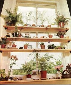 several potted plants sit on shelves in front of a window