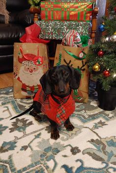 a dachshund dog sitting on the floor in front of presents