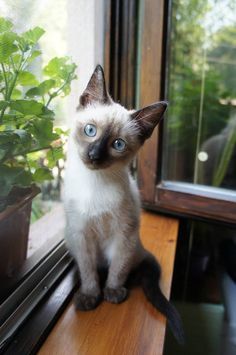 a siamese cat sitting on a window sill