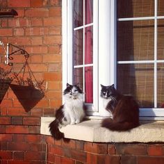 two cats are sitting on the window sill