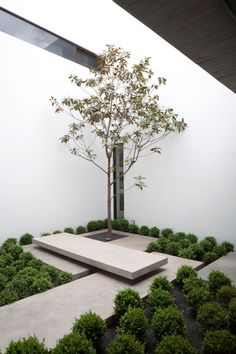 a tree in the middle of a courtyard