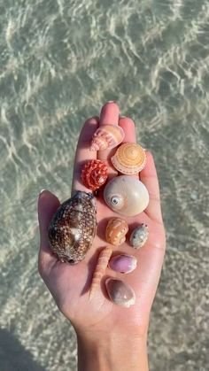 a person's hand holding several seashells in front of the ocean water