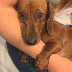 a person holding a small brown dog in their lap with it's paw on the arm