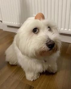 a white dog sitting on top of a wooden floor next to a radiator