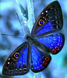 a close up of a butterfly on a plant with blue and orange colors in the background