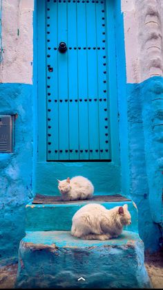 two white cats are sitting on steps in front of a blue building with a door