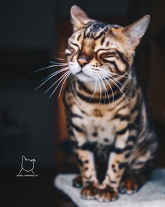 a striped cat sitting on top of a table