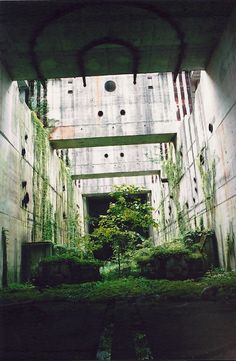 an abandoned building with lots of plants growing out of it