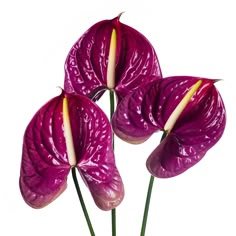 three purple flowers with yellow stamens are in a vase on a white surface