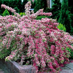 pink flowers are blooming in a brick planter