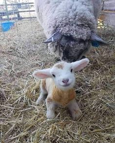 a baby lamb is standing next to an adult sheep in the hay and straw covered ground