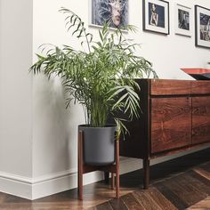 a plant in a black pot next to a wooden dresser with pictures on the wall