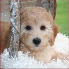 a small brown dog laying on top of a white blanket next to a tree trunk