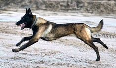 a dog is running in the sand with its mouth open