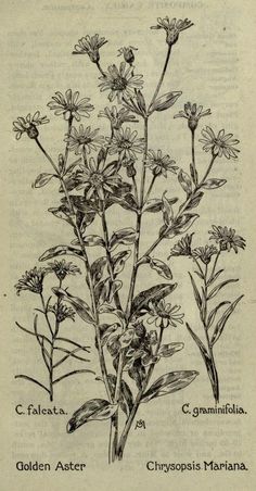 an old book with flowers and leaves on the page, which are labeled golden aster