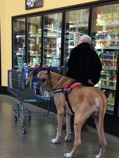 a dog standing in front of a grocery store with a man behind it looking at the food