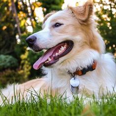 a dog laying in the grass with its tongue out