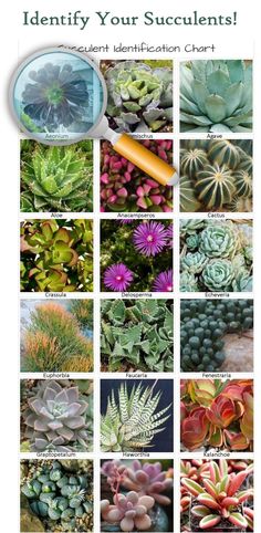 an assortment of succulents with the words identify your succulents