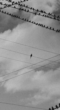 many birds are sitting on power lines in the sky, and one bird is perched on wires