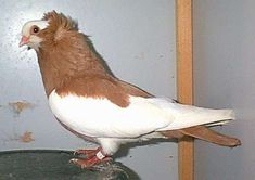 a brown and white bird sitting on top of a metal table next to a wall