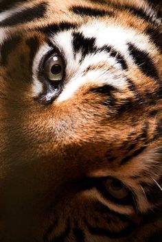 a close up view of a tiger's face