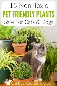 a gray and white cat sitting in front of potted plants with text overlay that reads 15 non - toxic pet friendly plants safe for cats & dogs