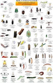 a poster with many different types of bugs