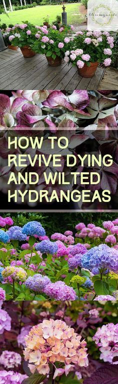 several different types of flowers and plants with the title how to remove dying and wilted hydrangeas