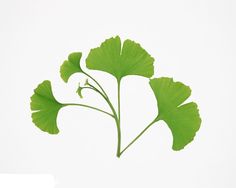 Gingko Collage Activity, Gingko Biloba, White Bg, Dry Leaves, Paper Plants, Aromatic Plant