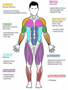 the muscles are labeled in different colors