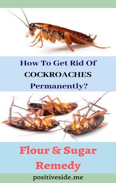 four different types of cockroaches with the words how to get rid of cockroaches permanently?