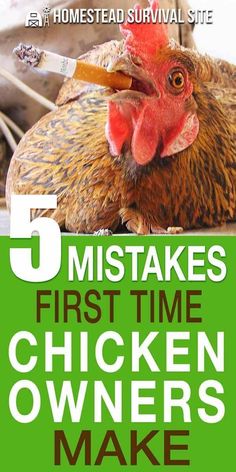 a chicken sitting on top of a wooden floor next to a pile of chickens and the words, 5 mistakes first time chicken owners make