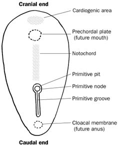 diagram of the cranial end, with labels on each side and labeled in text