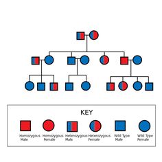 a family tree with blue and red circles on it's bottom half, and the top half