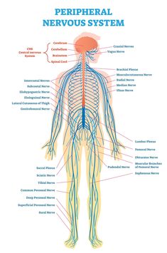 the peripheral nervous system is shown in this diagram