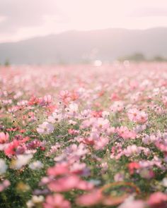 a field full of pink and white flowers