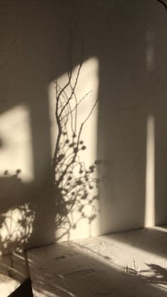 a plant casts a shadow on the wall next to a bench in an empty room