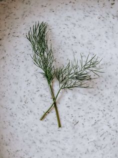 a single branch of rosemary sprig in the white snow, with tiny speckles on it