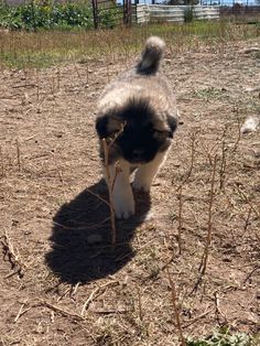 a dog is standing in the dirt with a stick